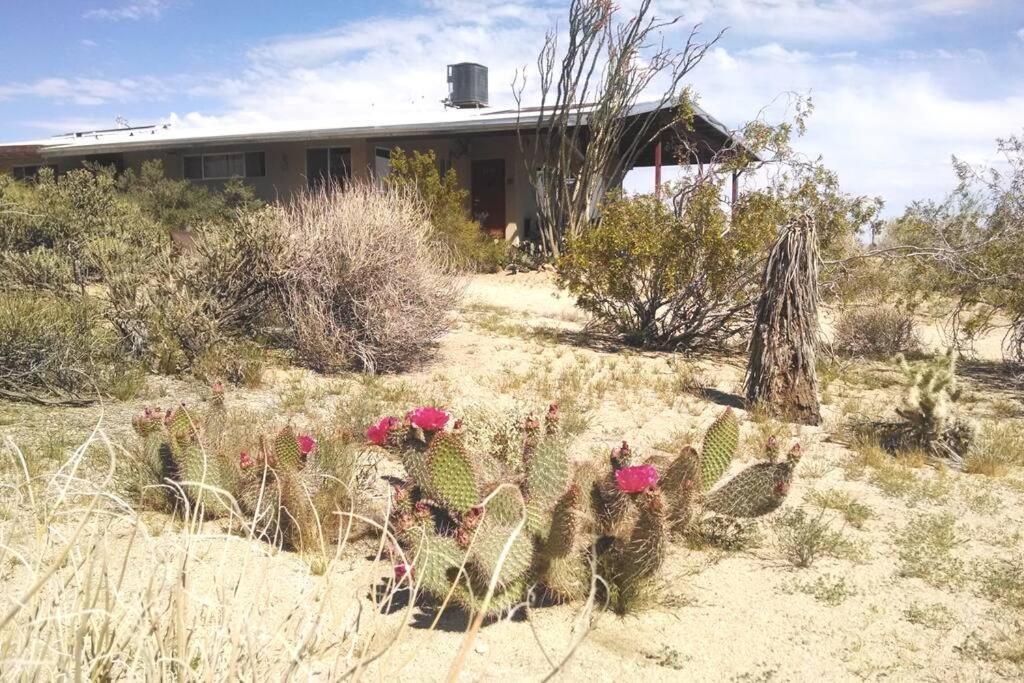 Steph'S Panorama Paradise-Nat'L Park Minutes Away Joshua Tree Exterior foto